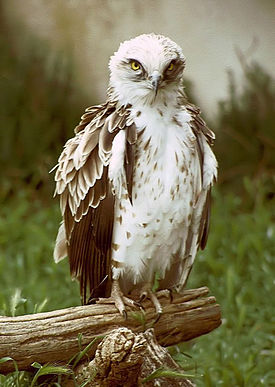 Circaetus gallicus 02