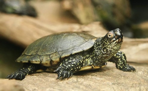 prostir reptilii 01